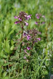 Attēlu rezultāti vaicājumam “Pedicularis palustris flower”