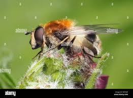 Attēlu rezultāti vaicājumam “Leucozona lucorum”