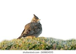 Attēlu rezultāti vaicājumam “Galerida cristata adult”