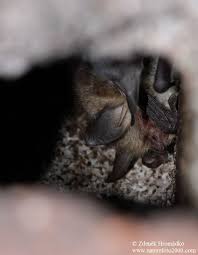 Attēlu rezultāti vaicājumam “Myotis nattereri”
