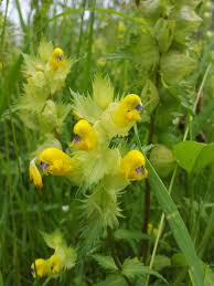 Attēlu rezultāti vaicājumam “Rhinanthus serotinus flower”