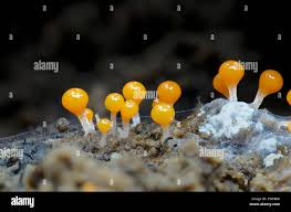 Attēlu rezultāti vaicājumam “Hemitrichia calyculata young”