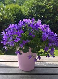 Image result for Campanula moesiaca