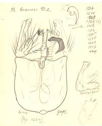 Attēlu rezultāti vaicājumam “Phronia sp.”