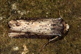 Attēlu rezultāti vaicājumam “Axylia putris”