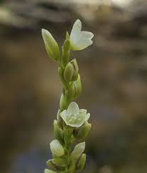 Attēlu rezultāti vaicājumam “Persicaria hydropiper”