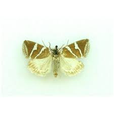 Attēlu rezultāti vaicājumam “Deltote bankiana”