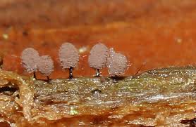 Attēlu rezultāti vaicājumam “Comatricha meandrispora”