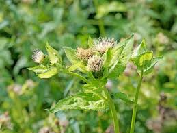 Attēlu rezultāti vaicājumam “Cirsium oleraceum flower”