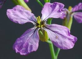 Attēlu rezultāti vaicājumam “Raphanus sativus flower”