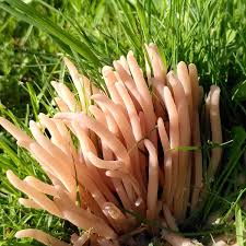 Attēlu rezultāti vaicājumam “Clavaria fumosa”