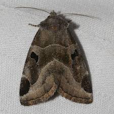 Attēlu rezultāti vaicājumam “Badhamiopsis macrospora”