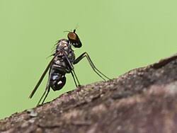 Attēlu rezultāti vaicājumam “Dolichopodidae”