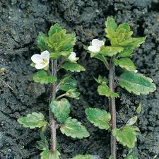 Attēlu rezultāti vaicājumam “Veronica agrestis flower”