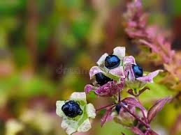 Attēlu rezultāti vaicājumam “Silene baccifera fruit”