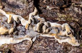 Attēlu rezultāti vaicājumam “Bjerkandera fumosa”