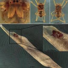 Attēlu rezultāti vaicājumam “Tetragnathidae”