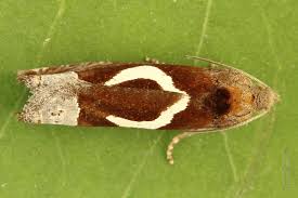 Attēlu rezultāti vaicājumam “Epiblema foenella”