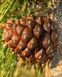 Attēlu rezultāti vaicājumam “Pinus ponderosa fruit”