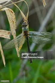 Attēlu rezultāti vaicājumam “Cordulidae”