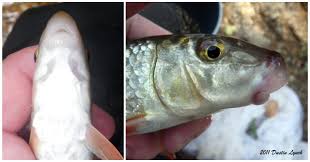 Image result for Moxostoma duquesnei