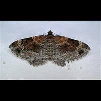 Attēlu rezultāti vaicājumam “Xanthorhoe spadicearia”