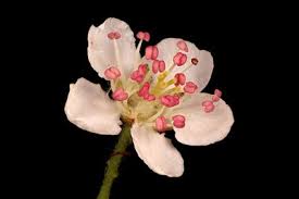 Attēlu rezultāti vaicājumam “x Sorbaronia fallax”