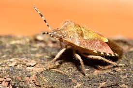 Attēlu rezultāti vaicājumam “Dolycoris baccarum”