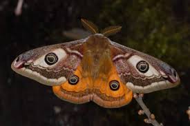 Attēlu rezultāti vaicājumam “Saturnia pavonia female”