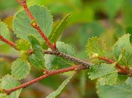 Attēlu rezultāti vaicājumam “Betula”