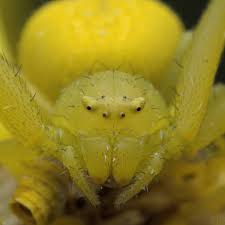 Attēlu rezultāti vaicājumam “Thomisidae”