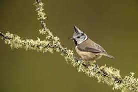 Attēlu rezultāti vaicājumam “Lophophanes cristatus adult”