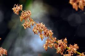 Attēlu rezultāti vaicājumam “Rumex obtusifolius flower”