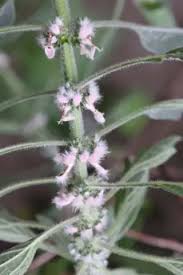 Attēlu rezultāti vaicājumam “Leonurus quinquelobatus flower”