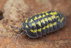 Attēlu rezultāti vaicājumam “Armadillidium pulchellum”