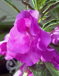 Image result for Impatiens balsamina