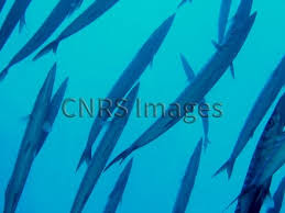 Image result for Sphyraena viridensis