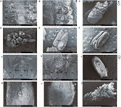 Attēlu rezultāti vaicājumam “Juglans mandshurica female flower”