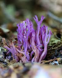 Attēlu rezultāti vaicājumam “Clavaria zollingeri”