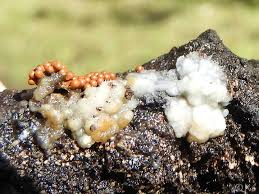 Attēlu rezultāti vaicājumam “Trichia varia spores”