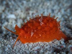 Attēlu rezultāti vaicājumam “Cribraria martinii”