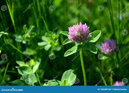 Attēlu rezultāti vaicājumam “Trifolium repens fruit”