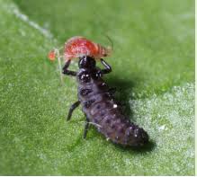 Attēlu rezultāti vaicājumam “Adalia bipunctata larva”