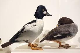 Attēlu rezultāti vaicājumam “Bucephala clangula female”