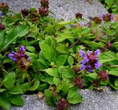 Attēlu rezultāti vaicājumam “Prunella vulgaris”
