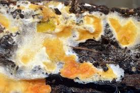 Attēlu rezultāti vaicājumam “Leucogyrophana mollusca”