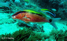 Image result for Parupeneus trifasciatus