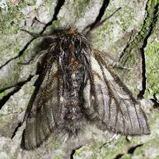 Attēlu rezultāti vaicājumam “Epirrhoe tristata imago”