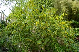 Attēlu rezultāti vaicājumam “Berberidaceae”