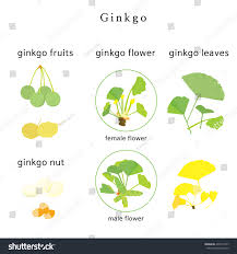 Attēlu rezultāti vaicājumam “Ginkgo biloba female flower”